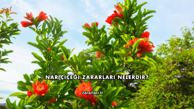 Nar Çiçeği Zararları Nelerdir?