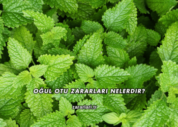 Oğul Otu Zararları Nelerdir?