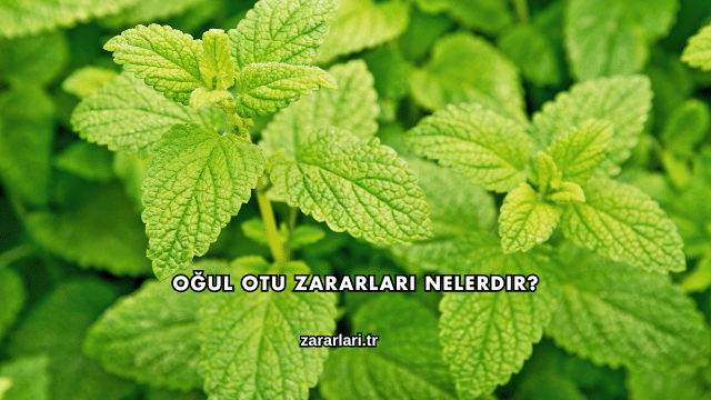 Oğul Otu Zararları Nelerdir?