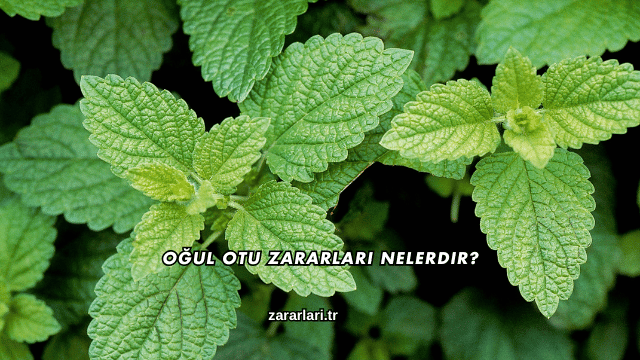 Oğul Otu Zararları Nelerdir?