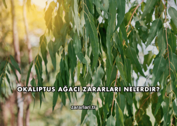 Okaliptus Ağacı Zararları Nelerdir?