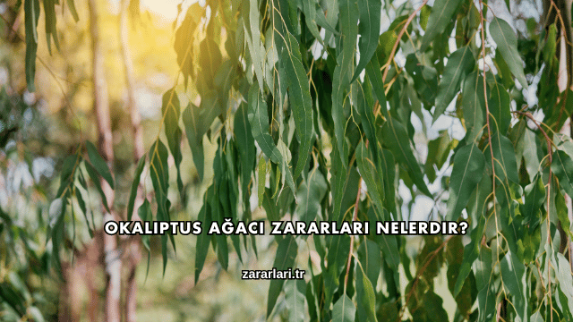 Okaliptus Ağacı Zararları Nelerdir?