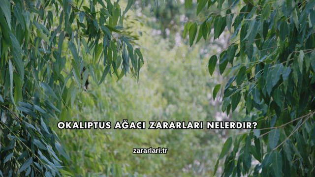 Okaliptus Ağacı Zararları Nelerdir?