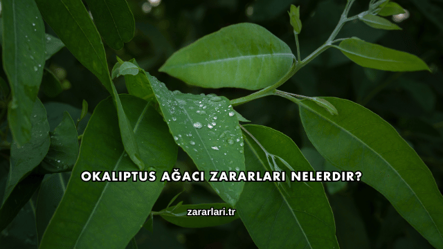 Okaliptus Ağacı Zararları Nelerdir?