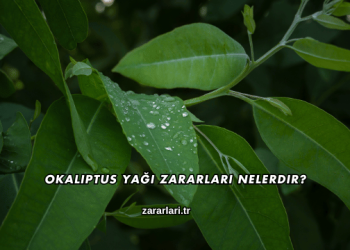 Okaliptus Yağı Zararları Nelerdir?