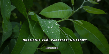 Okaliptus Yağı Zararları Nelerdir?
