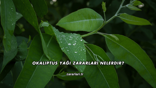Okaliptus Yağı Zararları Nelerdir?