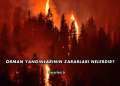 Orman Yangınlarının Zararları Nelerdir?