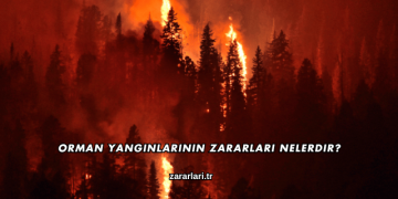 Orman Yangınlarının Zararları Nelerdir?