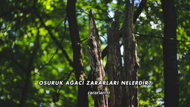 Osuruk Ağacı Zararları Nelerdir?