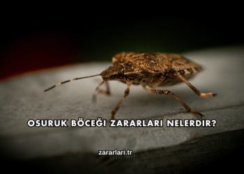 Osuruk Böceği Zararları Nelerdir?