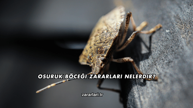 Osuruk Böceği Zararları Nelerdir?