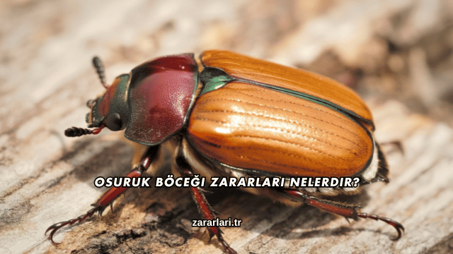 Osuruk Böceği Zararları Nelerdir?