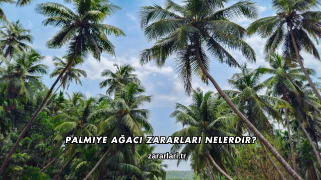 Palmiye Ağacı Zararları Nelerdir?