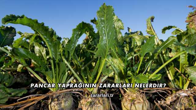 Pancar Yaprağının Zararları Nelerdir?
