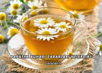 Papatya Buharı Zararları Nelerdir?