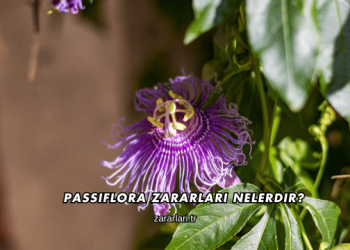 Passiflora Zararları Nelerdir?