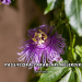 Passiflora Zararları Nelerdir?