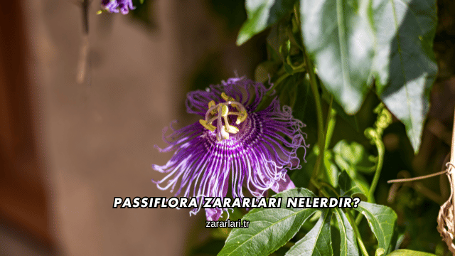Passiflora Zararları Nelerdir?