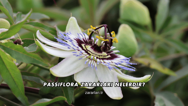 Passiflora Zararları Nelerdir?
