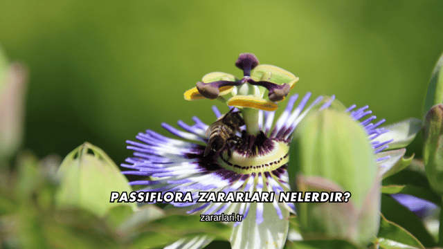 Passiflora Zararları Nelerdir?