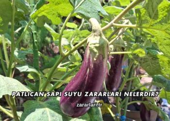 Patlıcan Sapı Suyu Zararları Nelerdir?