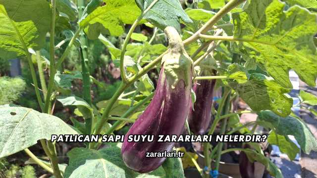 Patlıcan Sapı Suyu Zararları Nelerdir?