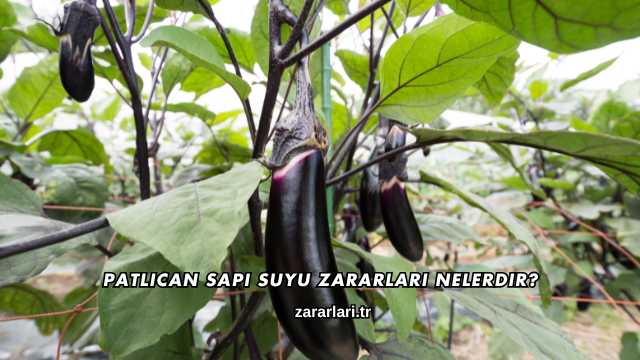 Patlıcan Sapı Suyu Zararları Nelerdir?