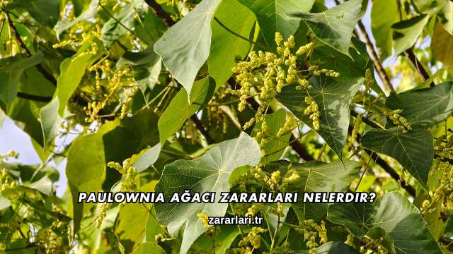 Paulownia Ağacı Zararları Nelerdir?