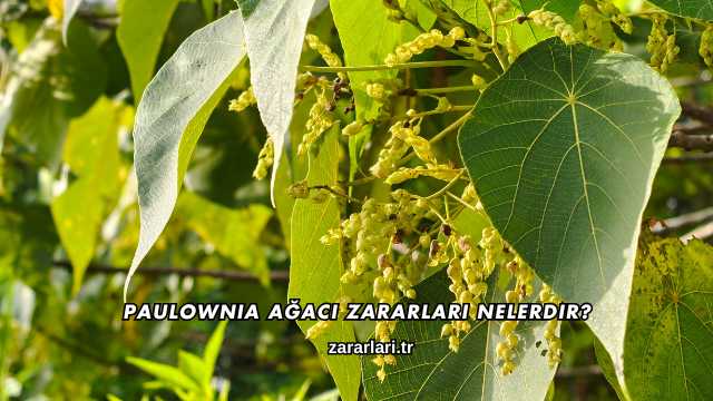 Paulownia Ağacı Zararları Nelerdir?