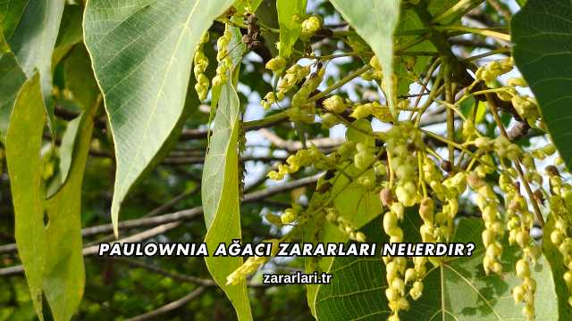 Paulownia Ağacı Zararları Nelerdir?