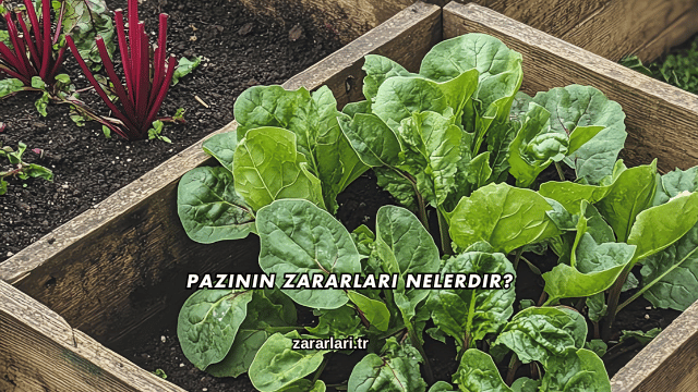 Pazının Zararları Nelerdir?