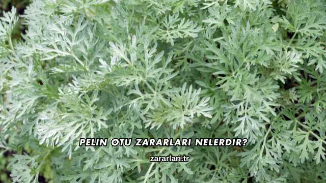 Pelin Otu Zararları Nelerdir?