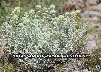 Peryavşan Otu Zararları Nelerdir?