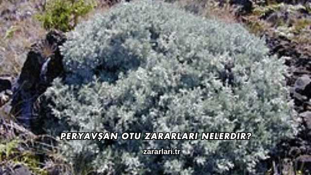 Peryavşan Otu Zararları Nelerdir?