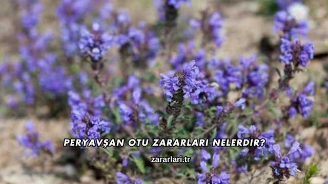 Peryavşan Otu Zararları Nelerdir?