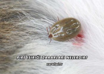 Pire Isırığı Zararları Nelerdir?