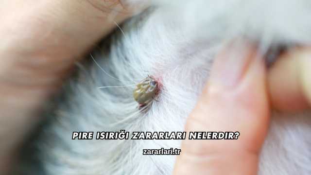 Pire Isırığı Zararları Nelerdir?