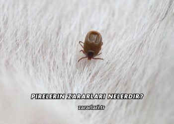 Pirelerin Zararları Nelerdir?