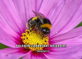 Polenin Zararları Nelerdir?