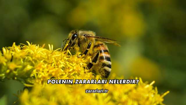 Polenin Zararları Nelerdir?