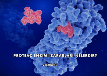 Proteaz Enzimi Zararları Nelerdir?