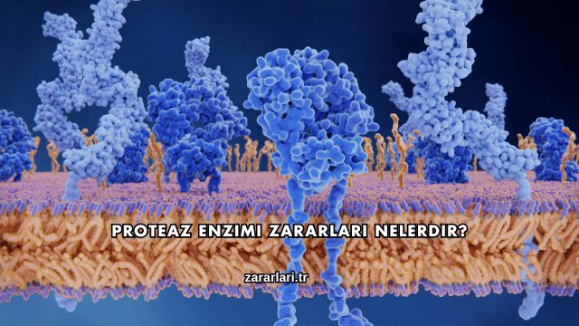 Proteaz Enzimi Zararları Nelerdir?