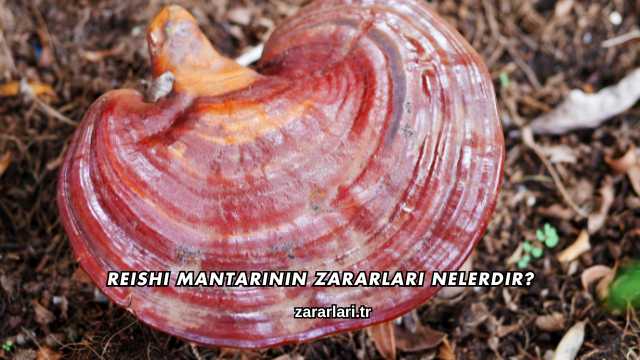 Reishi Mantarının Zararları Nelerdir?