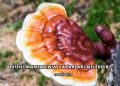 Reishi Mantarının Zararları Nelerdir?