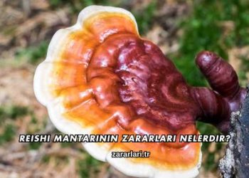 Reishi Mantarının Zararları Nelerdir?