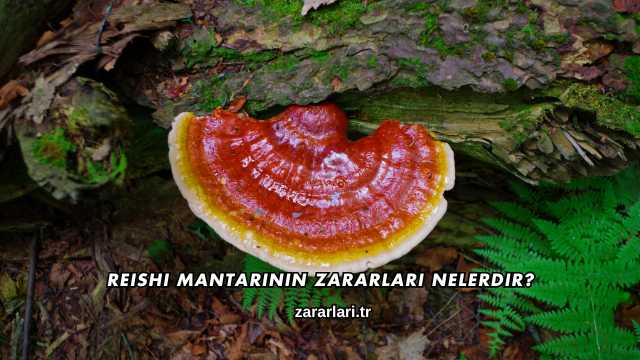 Reishi Mantarının Zararları Nelerdir?