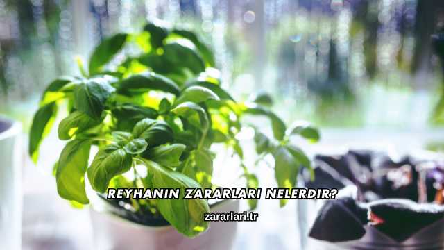 Reyhanın Zararları Nelerdir?
