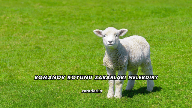Romanov Koyunu Zararları Nelerdir?