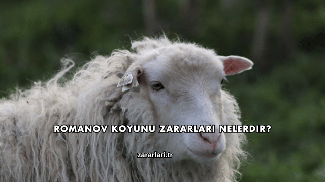 Romanov Koyunu Zararları Nelerdir?